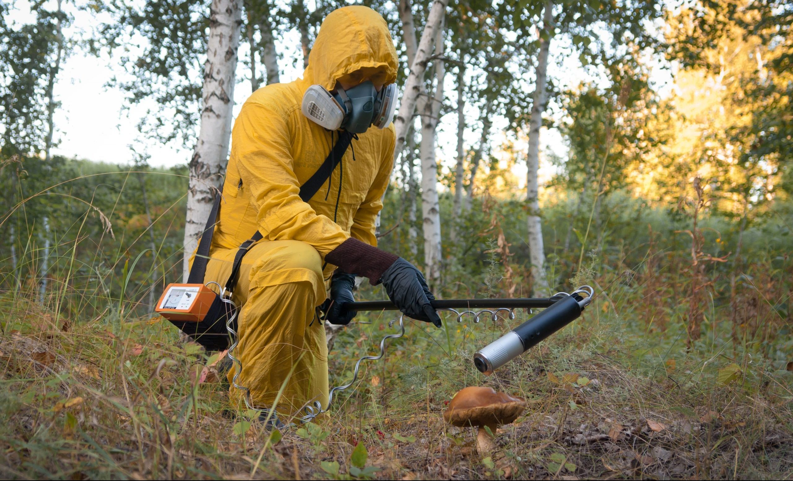 Радиационные грибы в Чернобыле
