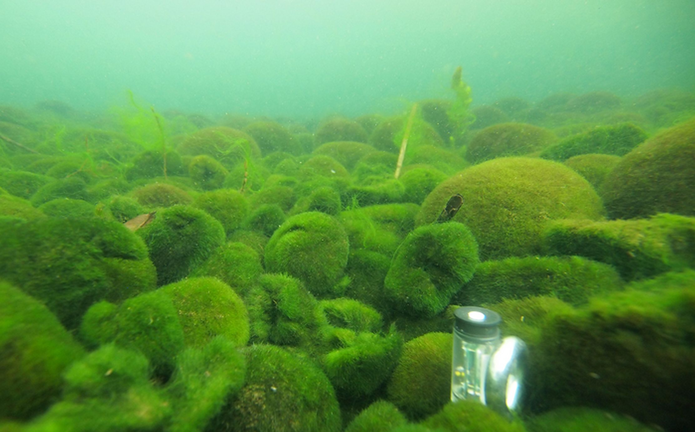 водоросли в озере