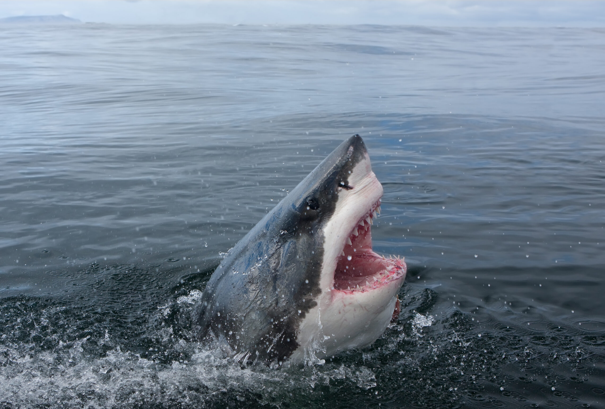 Акула Carcharodon carcharias