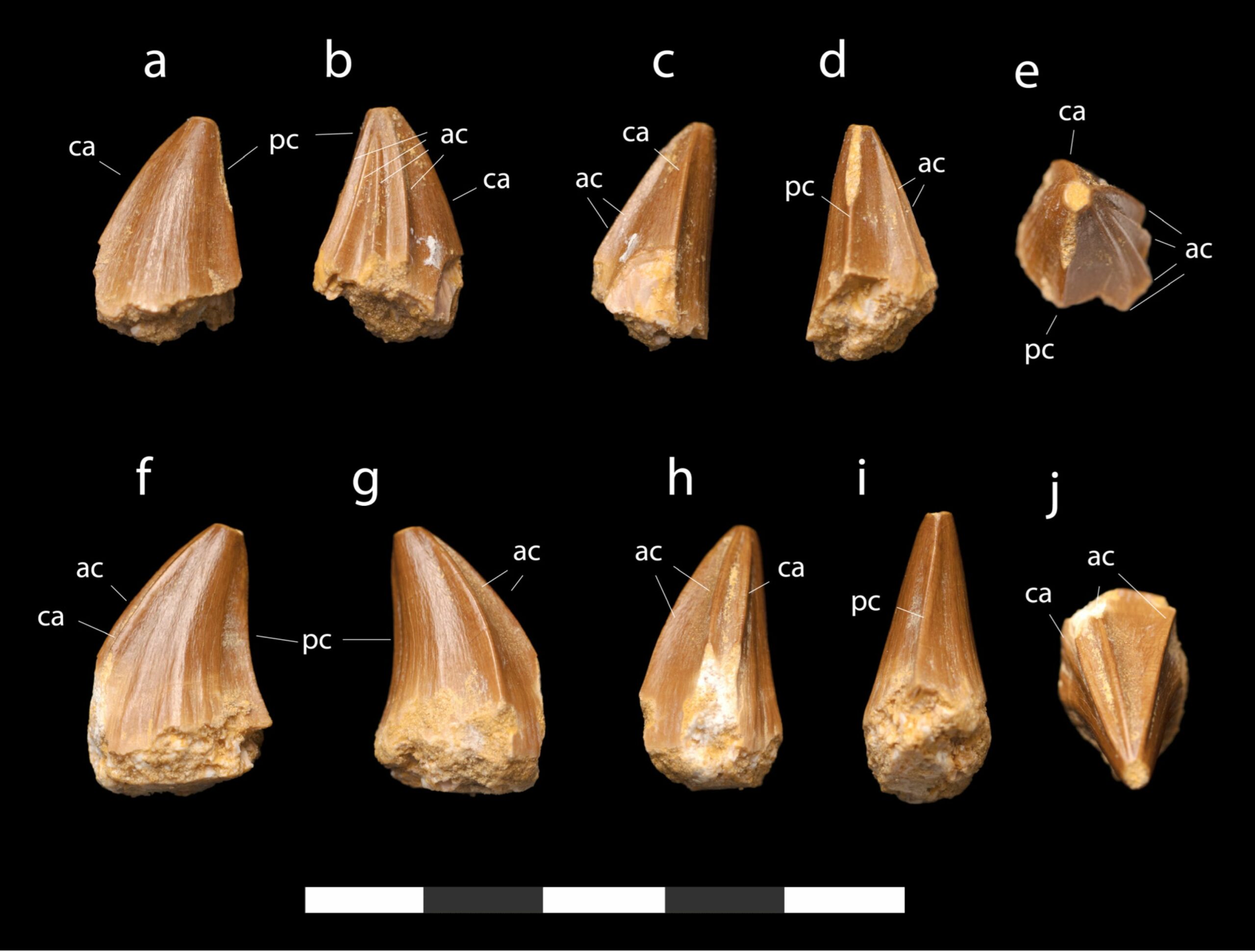 Fosile De Mosasaurus Cu Din I Ca Urubelni E G Site N Maroc