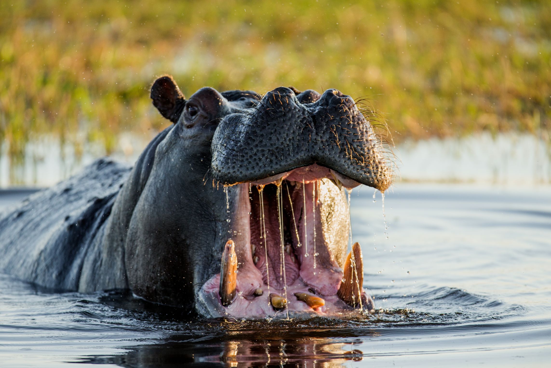 А крокодилы бегемоты а кашалоты бегемоты. Гиппопотам Hippopotamus amphibius. Hippopotamus amphibius Бегемот. Бегемот Кашалот гиппопотам. Африканский саванный Бегемот гиппопотам.