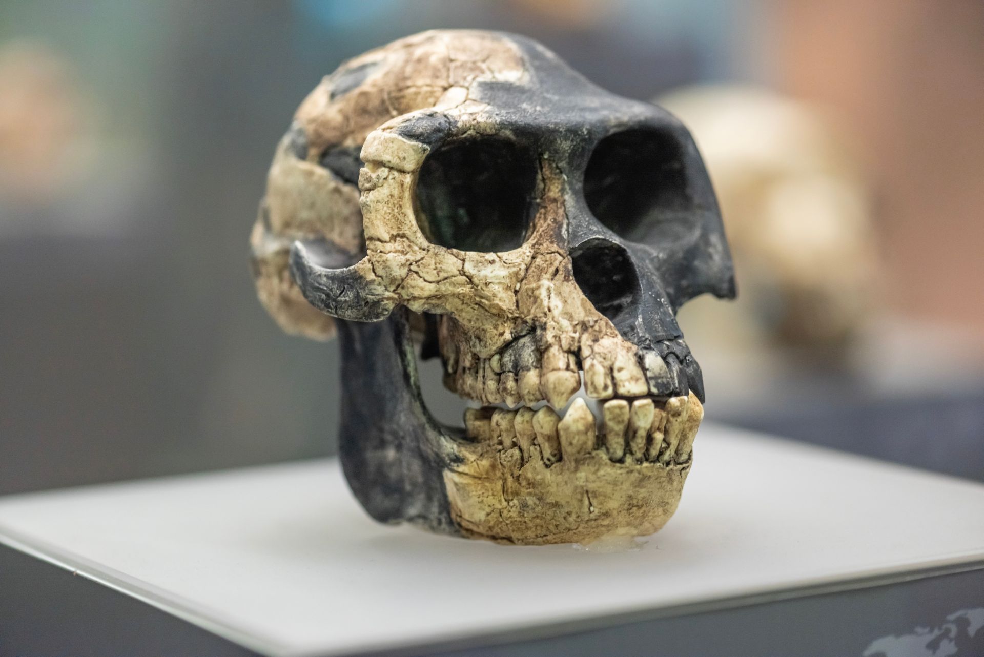 Neanderthalienii ar putea fi „vinovați” pentru sensibilitatea la durere