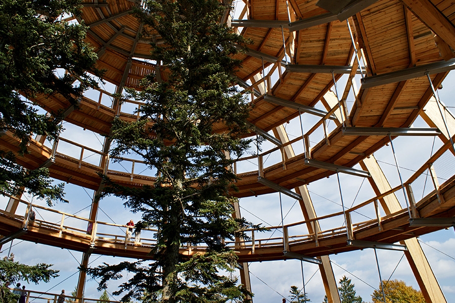 Topping tree. Treetop Walkway. Прогулка по верхушкам деревьев баварский лес. Тропа-мост Baumwipfelpfad. Парк Германия мостики смотровая площадка баварский лес.