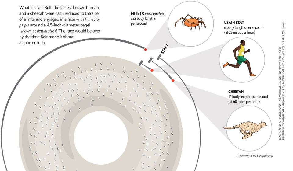 Care Este Cel Mai Rapid Animal Terestru Intrece Cu Mult Viteza Ghepardului Infografic