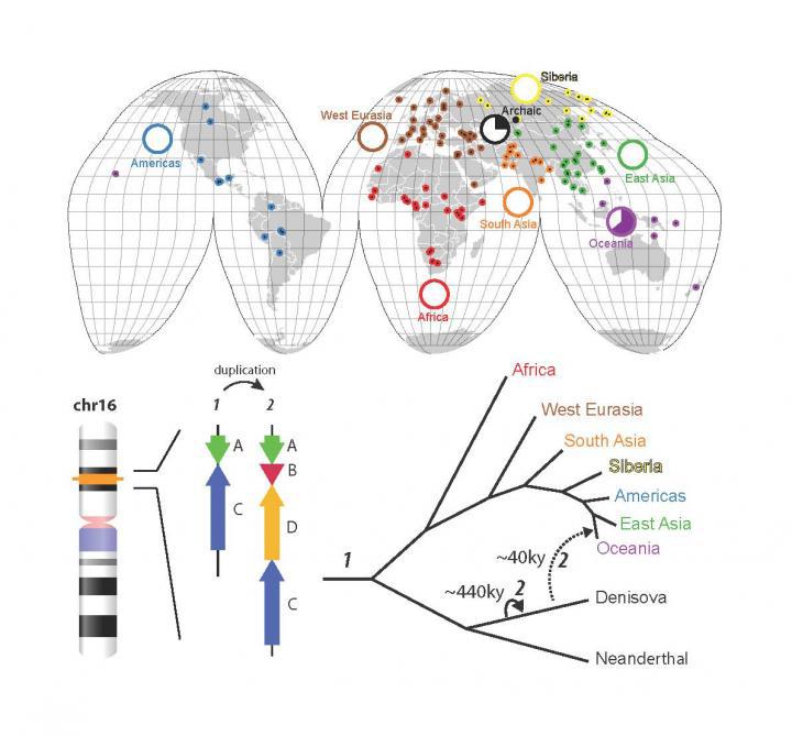 Cea Mai Detaliată Mapă Genetică Umană Ce S A Intamplat In Timpul Evoluţiei Omului